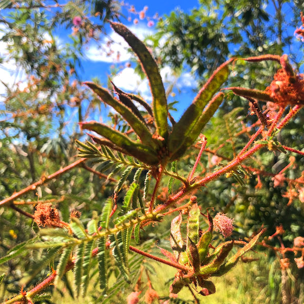 Vagens da mimosa-arbustiva.