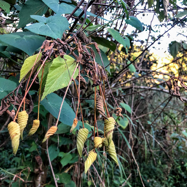 Folhas e frutos da sacarolha.