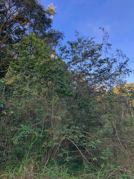 Árvore de sacarolha no Prque Estadual Serra Verde, em Belo Horizonte - MG.