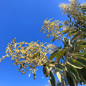 Inflorescências da Vernonanthura ferruginea.