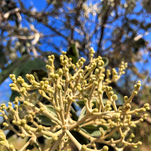 Inflorescências da Vernonanthura ferruginea.