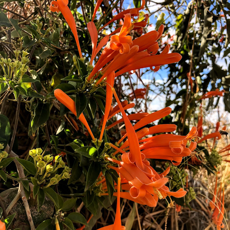 Folhas e flores do cipó-de-são-joão.