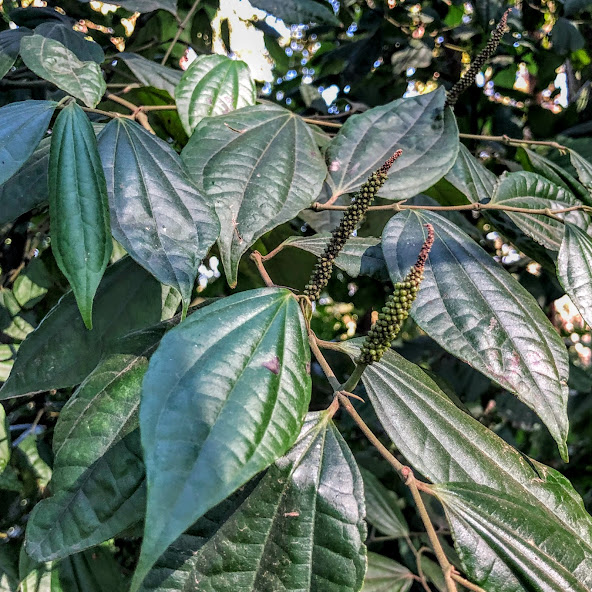 Folhas e inflorescências do falso-jaborandi.