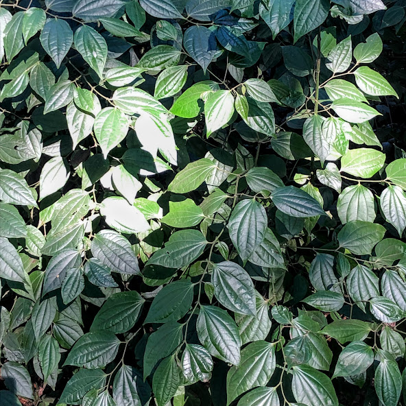 Folhagem do falso-jaborandi.