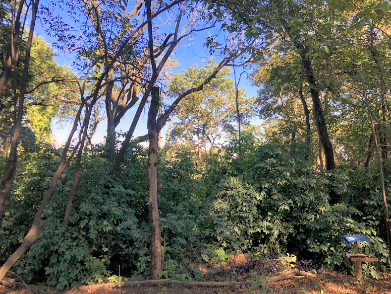 Grupo de falso-jaborandis.