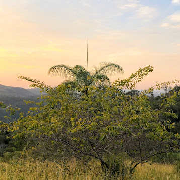 Grão-de-galo em área da campo-cerrado