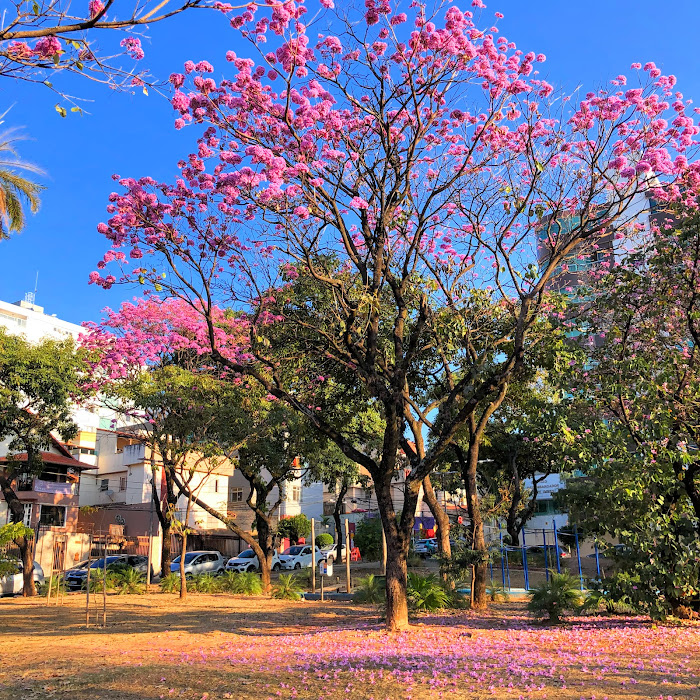 Bosque de ipês-roxo-de-bola.