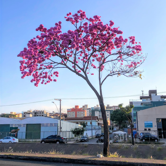 Ipê-roxo-de-bola florido.