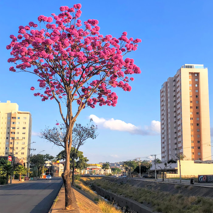 Ipê-roxo-de-bola florido.