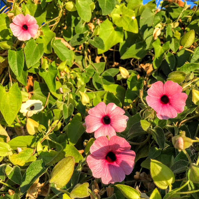 Flores da suzana-dos-olhos-negros.