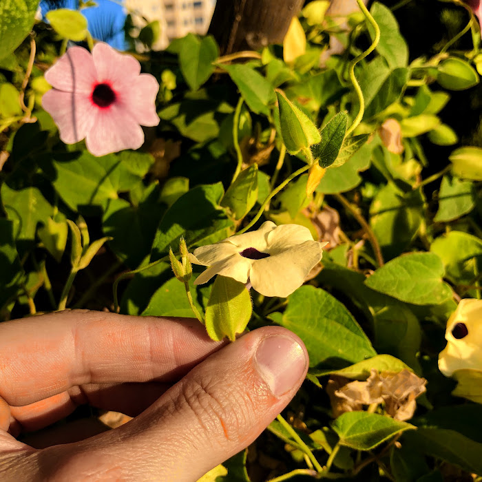 Flores da suzana-dos-olhos-negros.