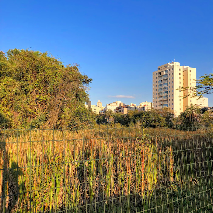 Maciço de taboas em mancha urbana.