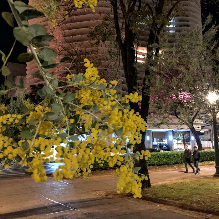 Flores da acácia.