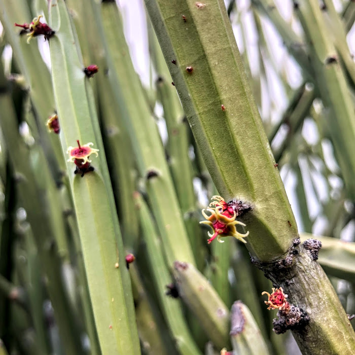 Detalhe das flores muito discretas do cipó-de-cumanã, formadas durante o inverno (meados de julho) em Belo Horizonte - MG.