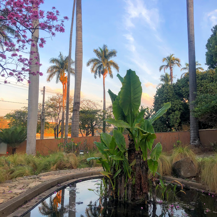 Maciço de bananeiras-d'água.