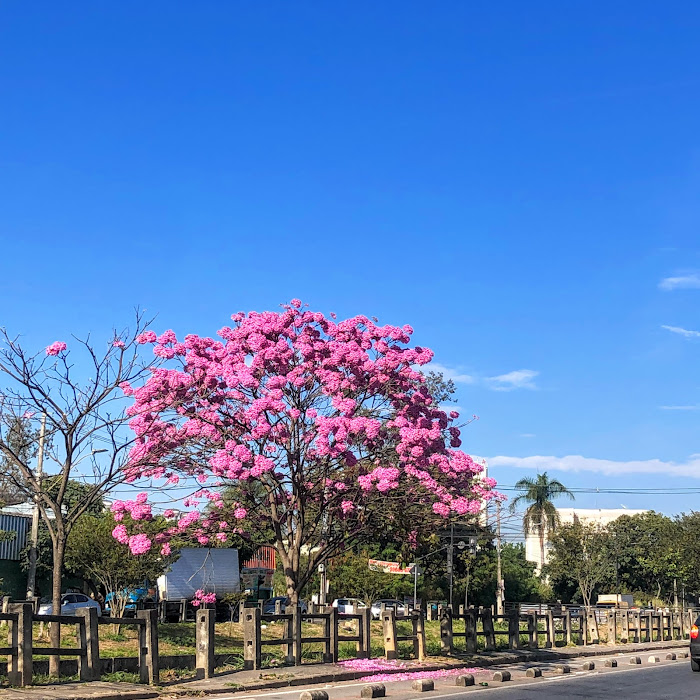 Ipê roxo de bola florido.