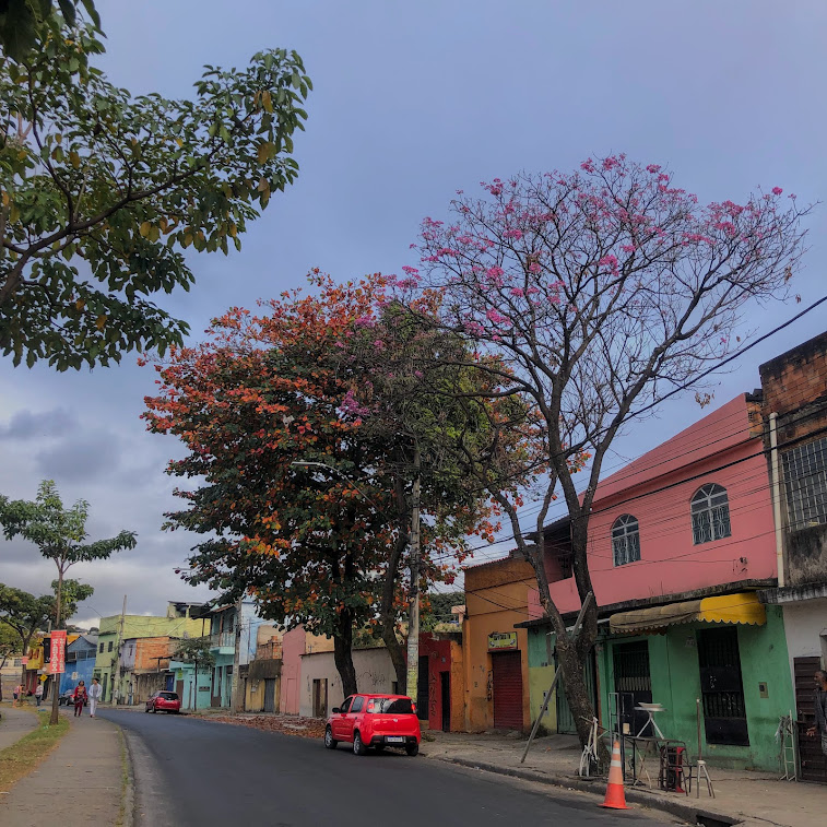 Amendoeira de folhas coloridas.