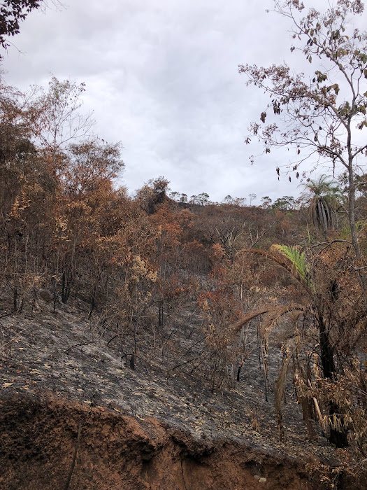 Grande área florestal destruída pelo fogo.