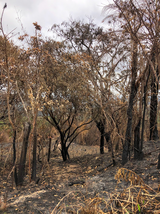 Floresta completamente destruída pelo fogo.