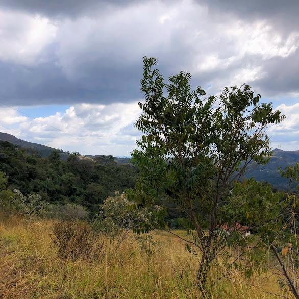 Guaçatonga em área aberta.