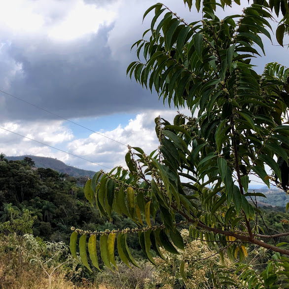 Folhas da guaçatonga.