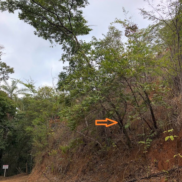 Guaçatonga em área de borda florestal.