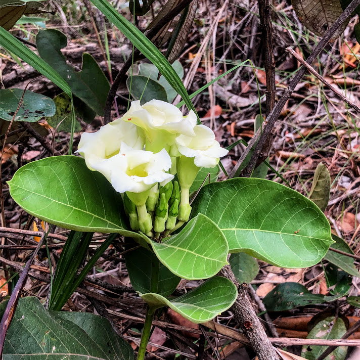 Flores da Odontadenia lutea.