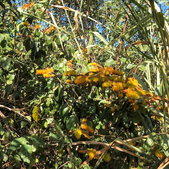 Inflorescências da flor-de-fogo.