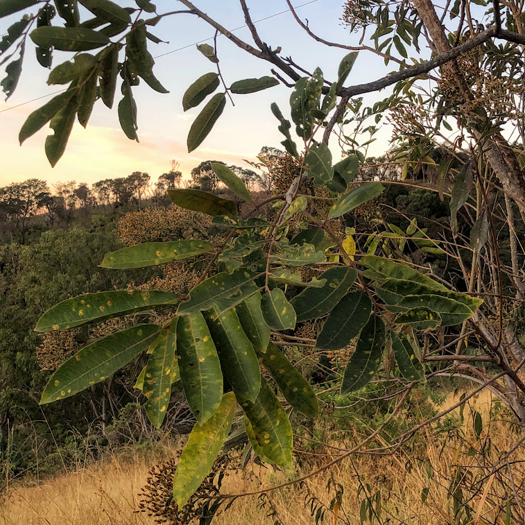 Folhas da mamica-de-porca.