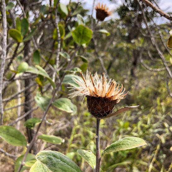 Flor e das folhas da flor-cálice.