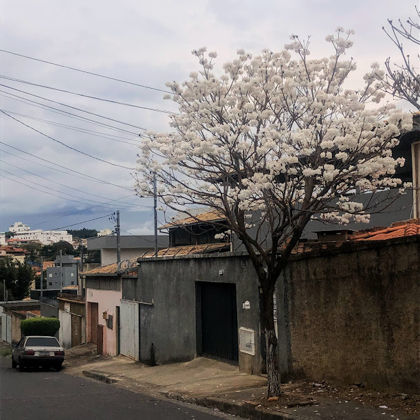 Ipê branco florido.