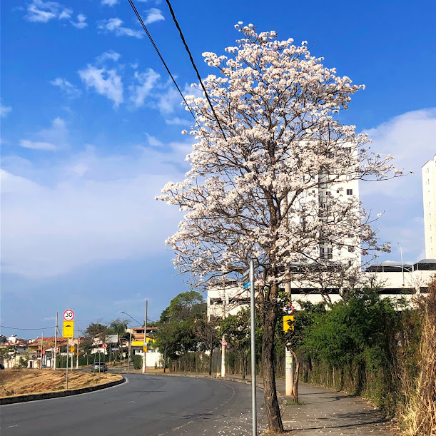 Ipê-branco florido.