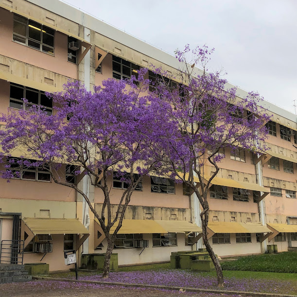 Jacarandás-mimoso bem floridos.