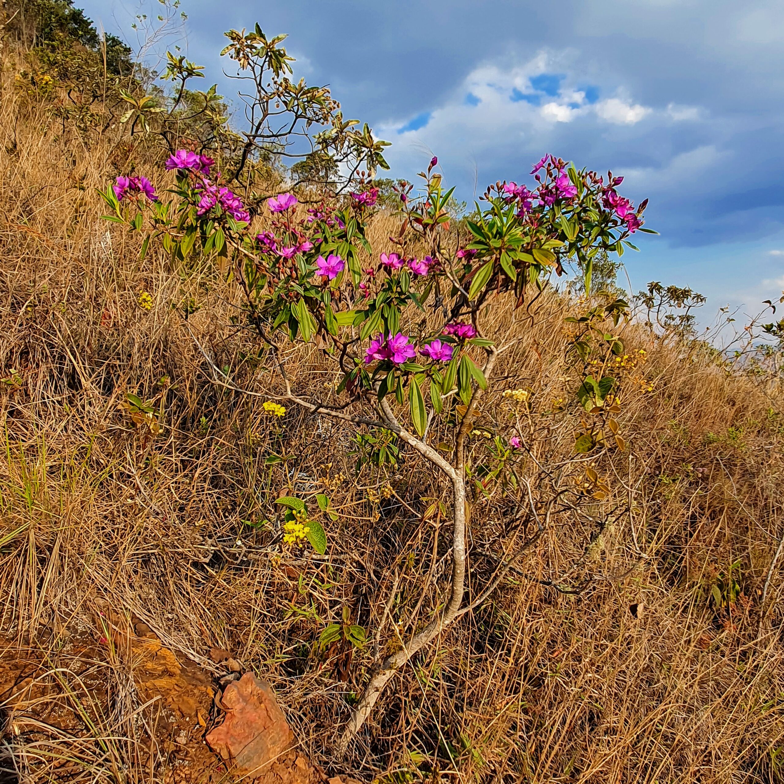 Quaresmeira-da-serra arbustiva.