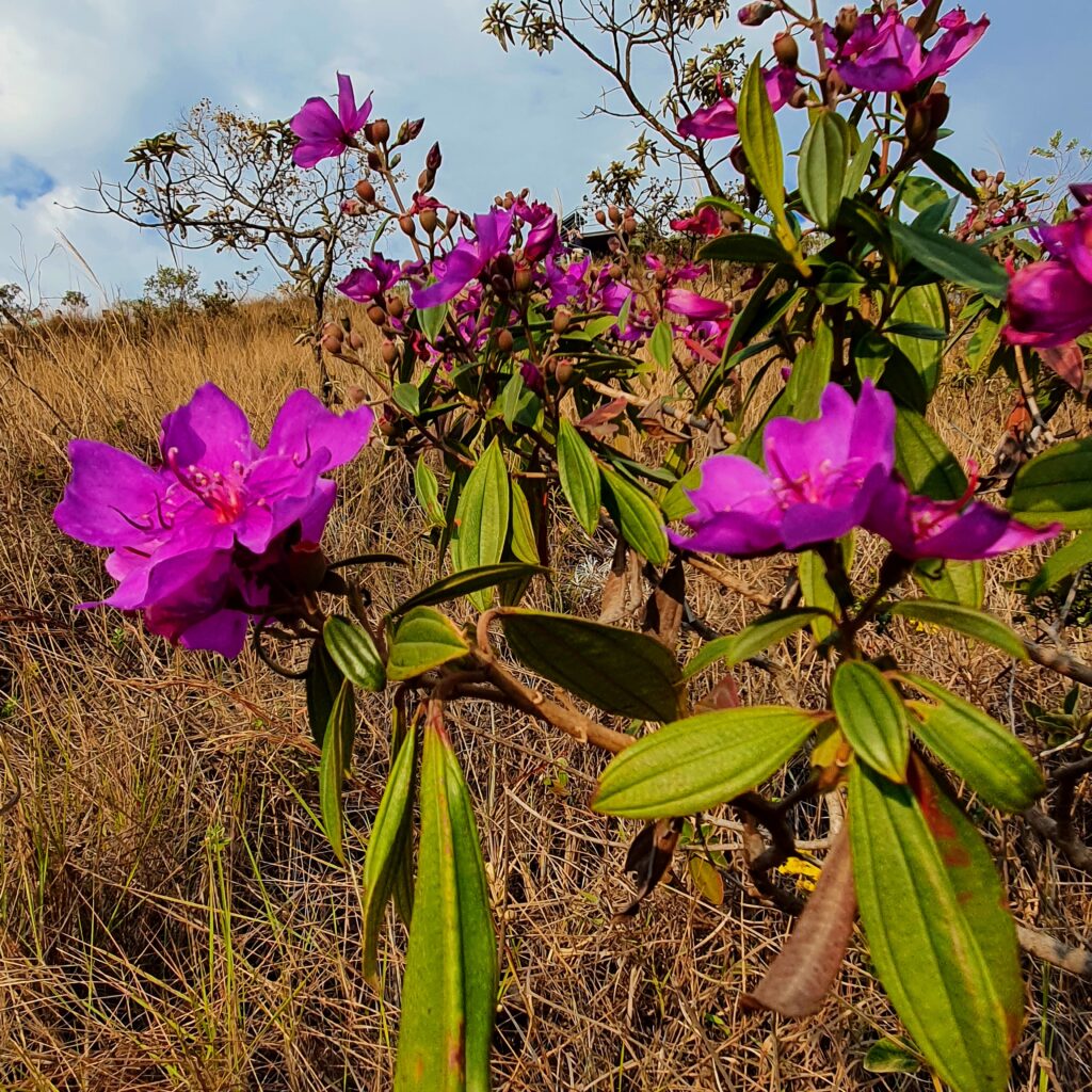 Flores da quaresmeira-da-serra.