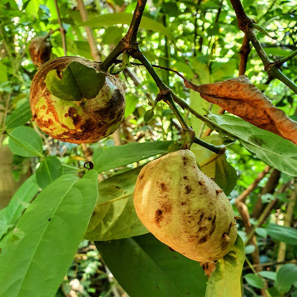 Morfotipo de galha.