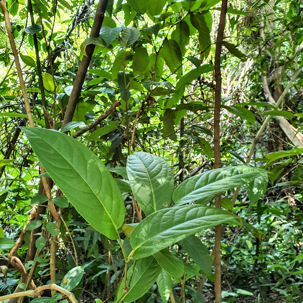 Vegetal onde o inseto produziu a galha.