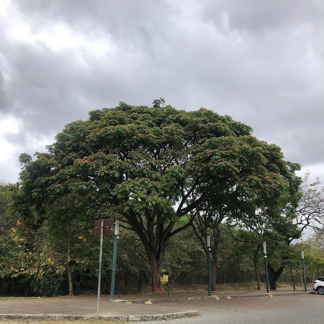 Bordão-de-velho isolado.