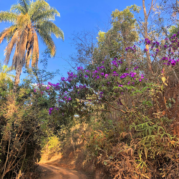 Quaresmeira-da-serra florida.