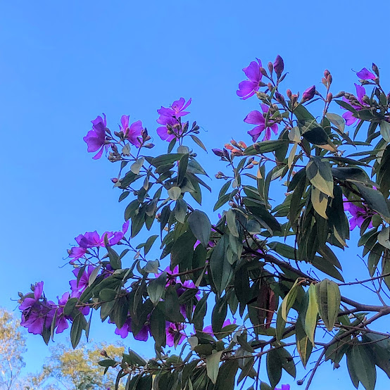 Folhas e flores da quaresmeira-da-serra.