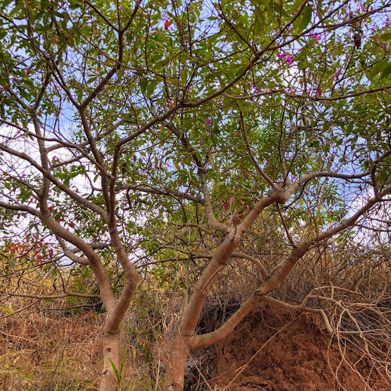 Tronco da quaresmeira-da-serra.