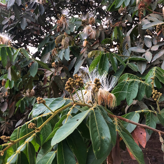 Folhas e flores do ingá-do-brejo.