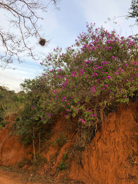 Quaresmeira-da-serra em área de encosta.