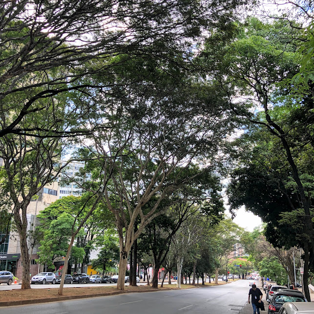 Arborização da av. Afonso Pena.