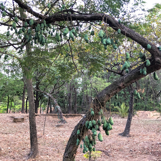 Frutos do sangue-de-burro.