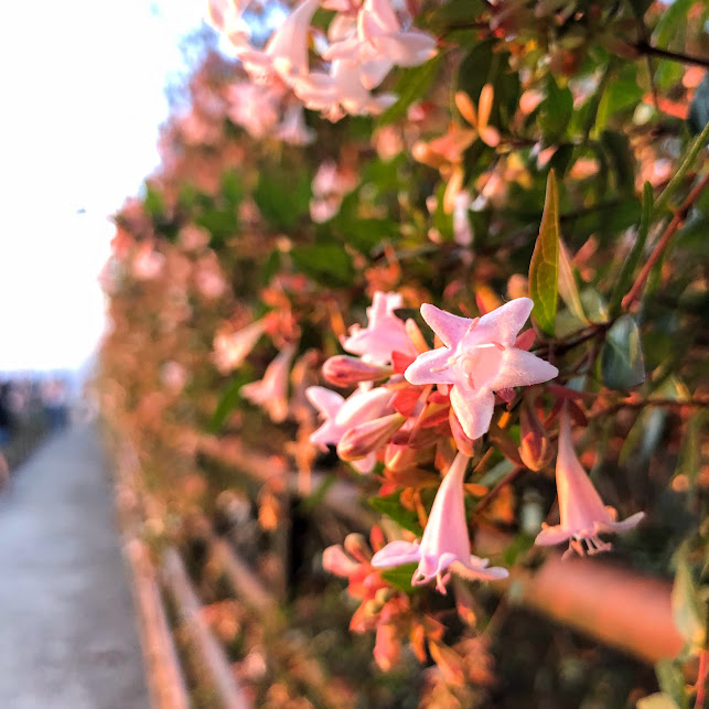 Flores da abélia-da-china.