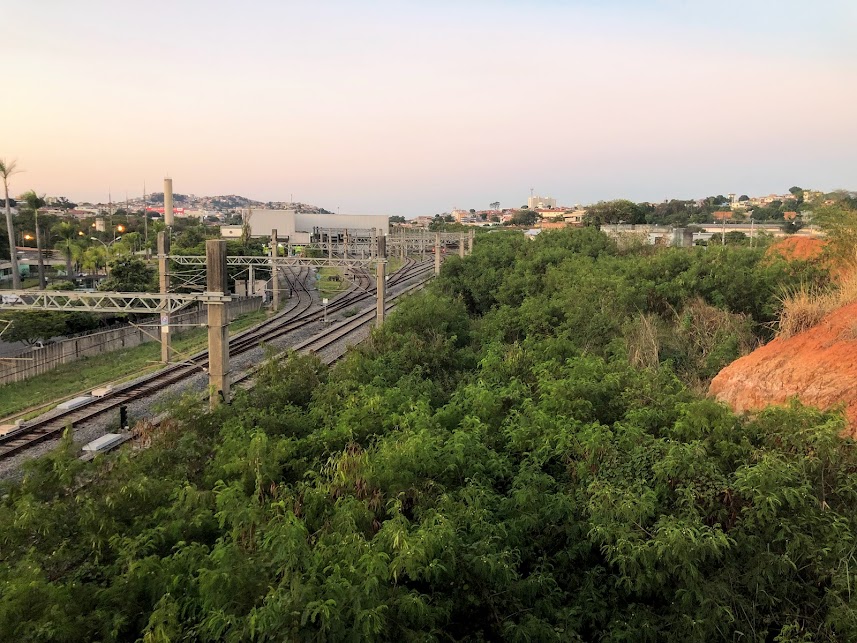 Floresta de leucenas.