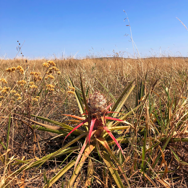 Bromélia-do-campo em área de campo limpo.