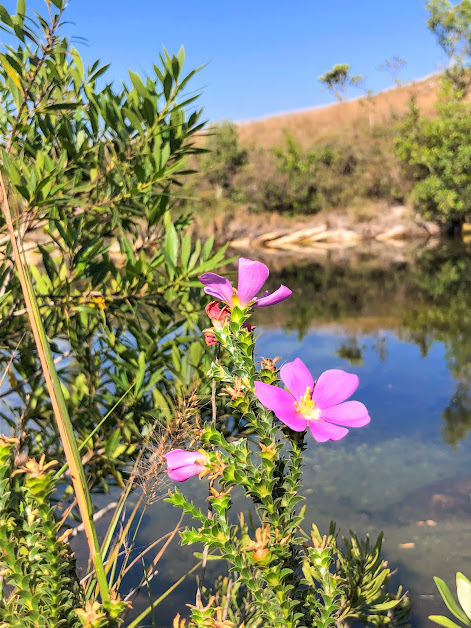 Lavoisiera imbricata nas margens do Rio São Francisco.