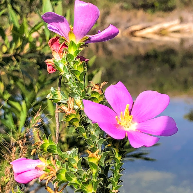 Flores da Lavoisiera imbricata.